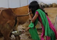 ভারতে সরকারিভাবে গোমূত্র সংগ্রহ শুরু, লিটার ২৬ টাকা করার পরিকল্পনা