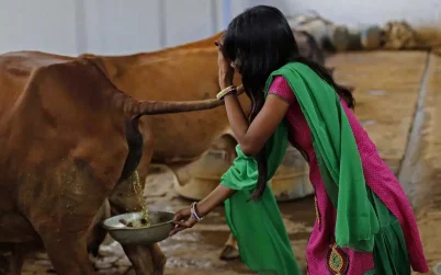 ভারতে সরকারিভাবে গোমূত্র সংগ্রহ শুরু, লিটার ২৬ টাকা করার পরিকল্পনা