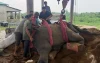 গাজীপুর সাফারি পার্কে রাজু বাহাদুরসহ দুই হাতির মৃত্যু