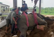 গাজীপুর সাফারি পার্কে রাজু বাহাদুরসহ দুই হাতির মৃত্যু