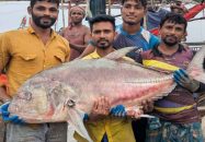 কুয়াকাটায় জেলের জালে ৫৪ কেজির তবল মাছ, বিক্রি ৩৬ হাজারে