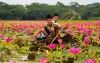 মুগ্ধতা ছড়াচ্ছে বরিশালের সাতলার লাল শাপলার বিল