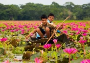 মুগ্ধতা ছড়াচ্ছে বরিশালের সাতলার লাল শাপলার বিল