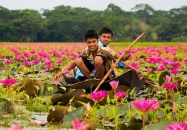 মুগ্ধতা ছড়াচ্ছে বরিশালের সাতলার লাল শাপলার বিল