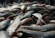 কুয়াকাটায় এক জালেই ৪৬ মণ ইলিশ, বিক্রি ৪৮ লাখ ৫০ হাজার টাকায়