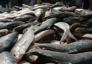 কুয়াকাটায় এক জালেই ৪৬ মণ ইলিশ, বিক্রি ৪৮ লাখ ৫০ হাজার টাকায়