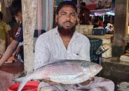 জেলেদের জালে আড়াই কেজির ‘রাজা ইলিশ’, বিক্রি ১২ হাজার টাকায়