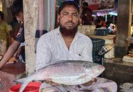 জেলেদের জালে আড়াই কেজির ‘রাজা ইলিশ’, বিক্রি ১২ হাজার টাকায়