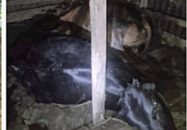 কীটনাশকযুক্ত ঘাস খেয়ে মা’রা যাওয়া গরু নিয়ে ইউপি সদস্যের নী’ল’নকশা