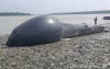 বরগুনায় নদীতে ভেসে এল ৩০ ফুট লম্বা তিমি