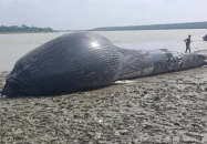বরগুনায় নদীতে ভেসে এল ৩০ ফুট লম্বা তিমি