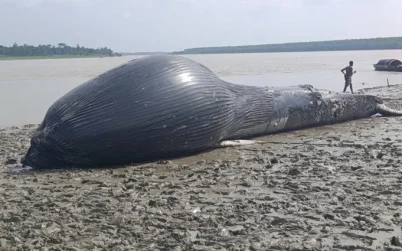 বরগুনায় নদীতে ভেসে এল ৩০ ফুট লম্বা তিমি