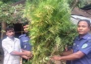 বাড়ির ছাদে গাঁজা চাষ, গাছসহ যুবক আটক