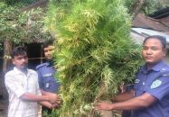 বাড়ির ছাদে গাঁজা চাষ, গাছসহ যুবক আটক