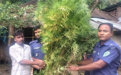 বাড়ির ছাদে গাঁজা চাষ, গাছসহ যুবক আটক