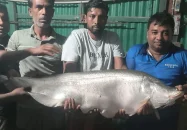 বড়শিতে ধরা পড়লো সাড়ে ১৩ কেজি ওজনের চিতল মাছ