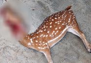 পাথরঘাটায় জবাই করা হরিণ উদ্ধার