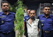 বাউফলে বাড়ির আঙিনায় টবে গাঁজা চাষ, আটক ১