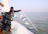 মা ইলিশ রক্ষায় ৮ অক্টোবর থেকে ২২ দিন ইলিশ ধরা বন্ধ