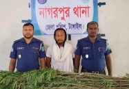 বসতবাড়ির ভিটায় গাঁজা চাষ: ৫টি গাছসহ গ্রেপ্তার