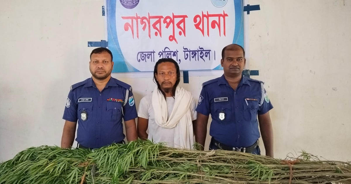 বসতবাড়ির ভিটায় গাঁজা চাষ: ৫টি গাছসহ গ্রেপ্তার