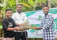 আমতলীতে সবুজ ছায়া যুব সংগঠনের উদ্যোগে আখের চারা বিতরণ